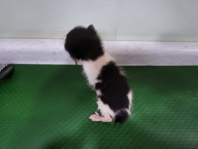 누리동물병원_426333202300689